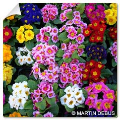 Primavera de jardim